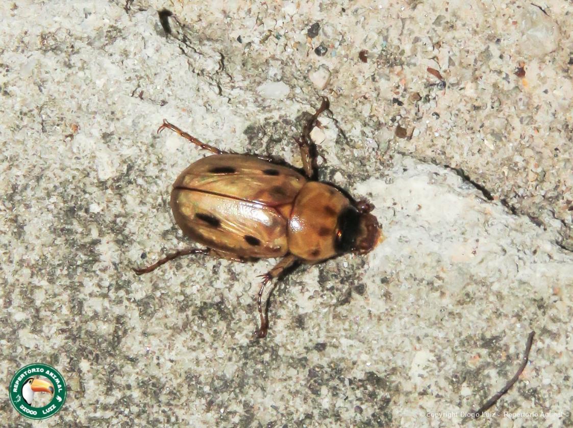 Cyclocephala sp. Dynastinae Biofaces Bring Nature Closer