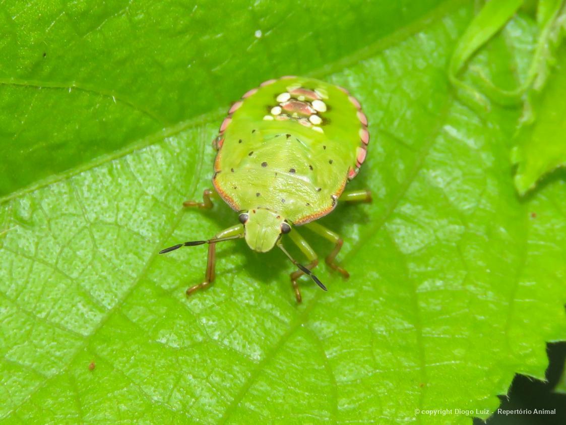 Nezara 178605 Biofaces Bring Nature Closer