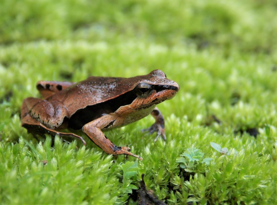 Physalaemus lisei Biofaces Bring Nature Closer