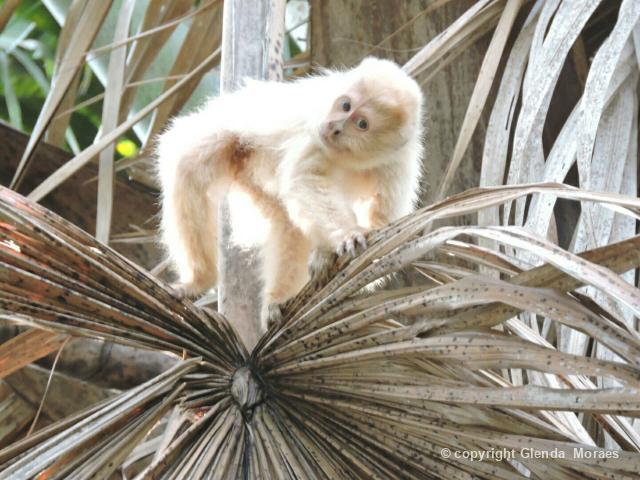 albino macaco