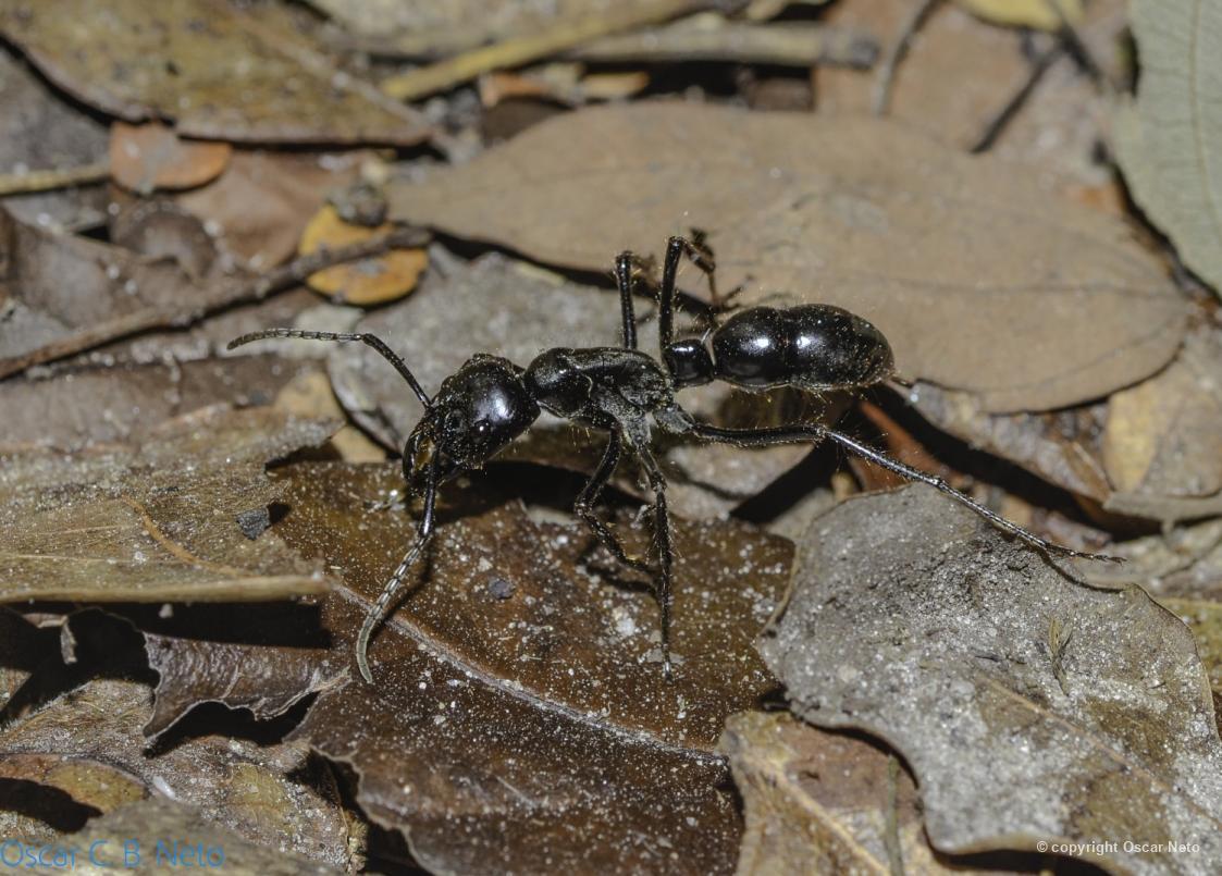 Dinoponera 125911 Biofaces Bring Nature Closer
