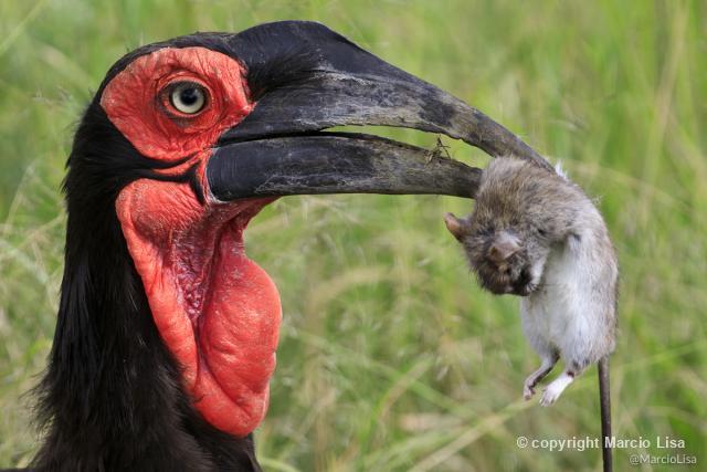 Biofaces - Bring Nature Closer