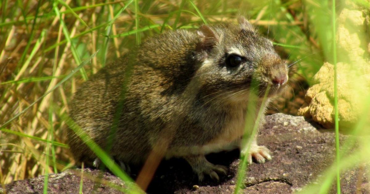 Ctenomys boliviensis [Least Concern] Biofaces Bring Nature Closer