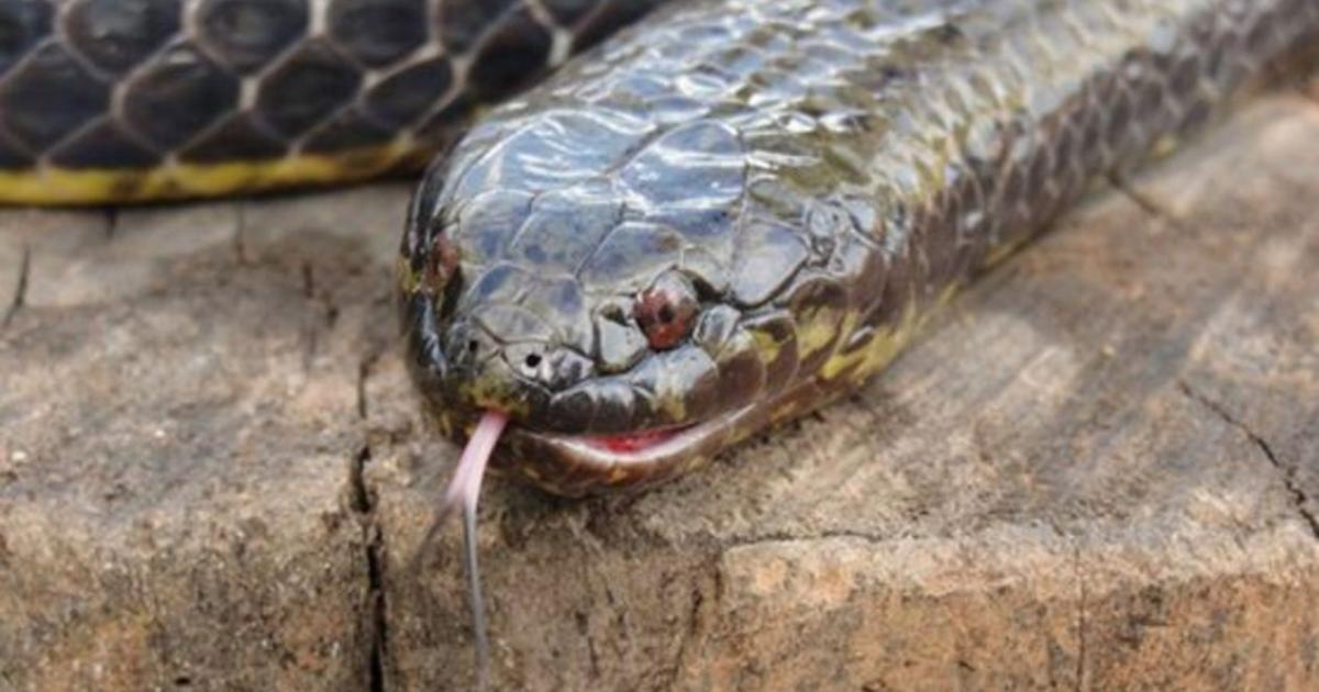 Cobra-d'água (Pseudoeryx plicatilis).