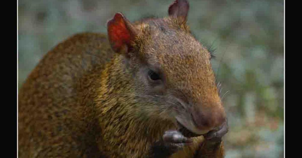 Dasyprocta kalinowskii [Data deficient] Biofaces Bring Nature Closer