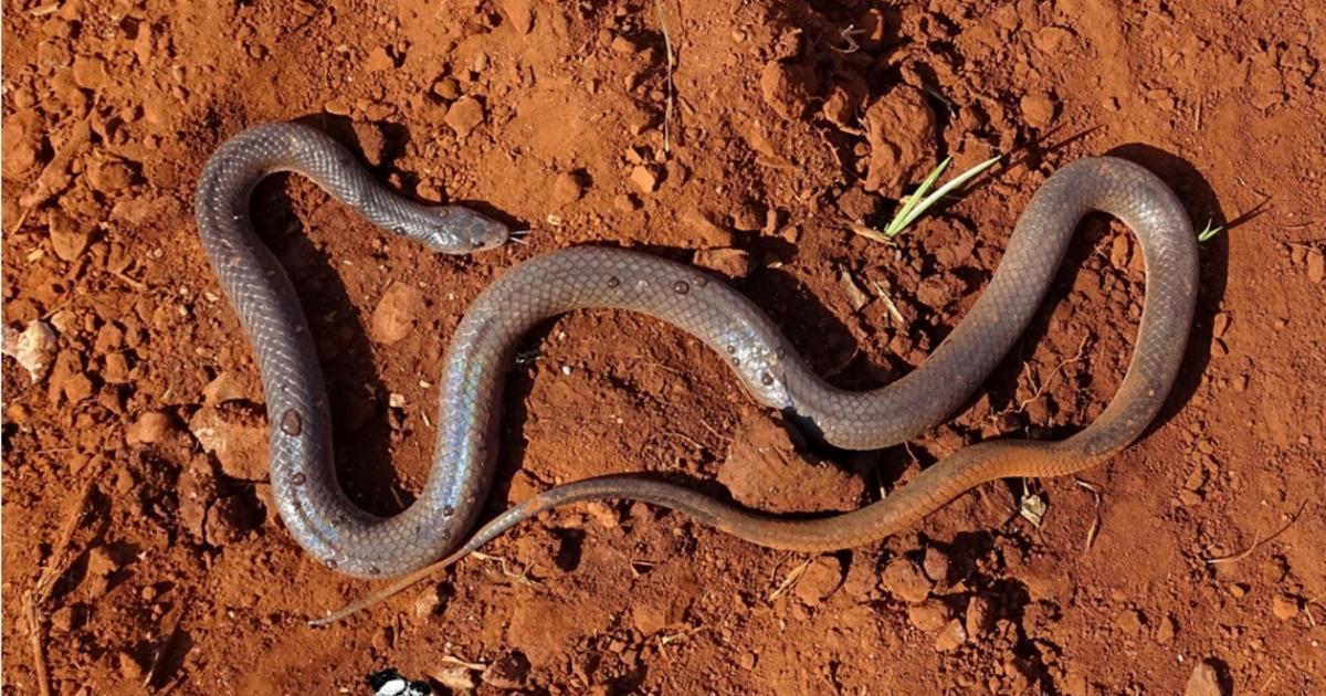 Cobra-preta (Pseudoboa nigra) · BioDiversity4All