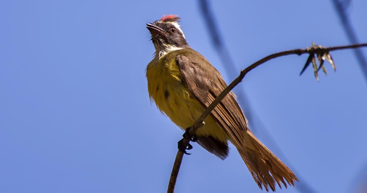 Bentevizinho De Penacho Vermelho Myiozetetes Similis Biofaces Bring Nature Closer