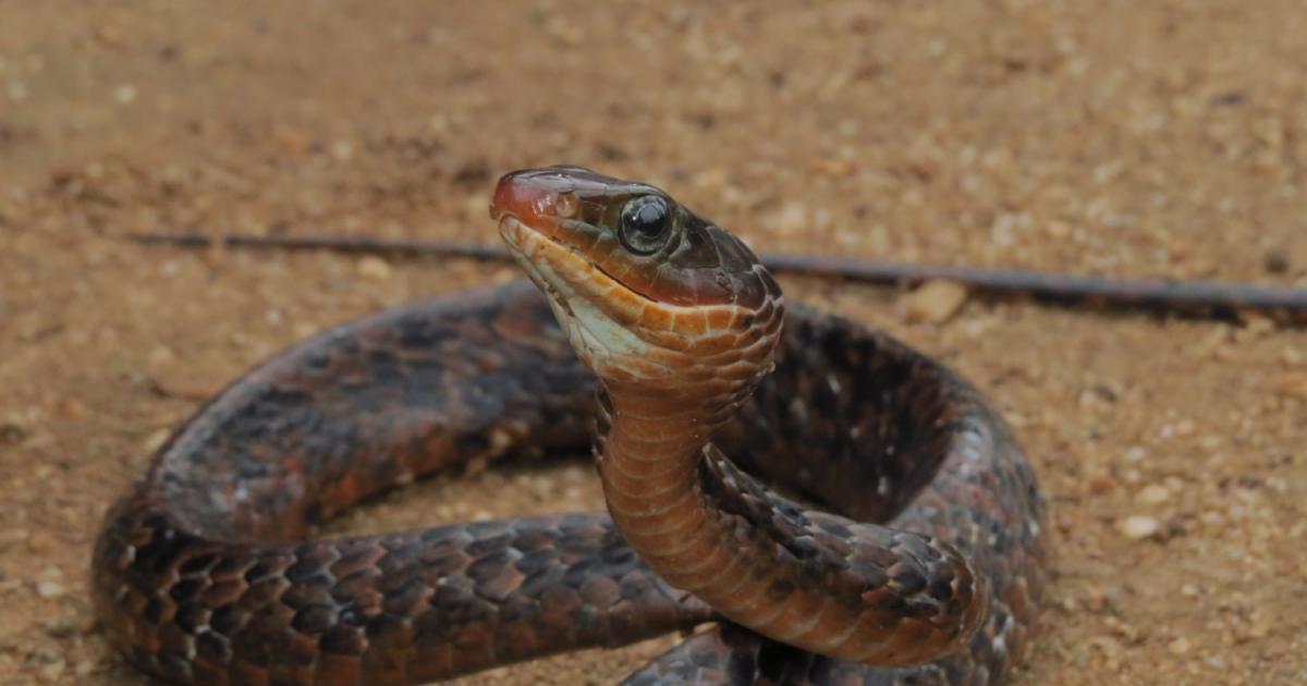 Cobra-cipó ou surucucu-facão (Chironius scurrulus)-adulta