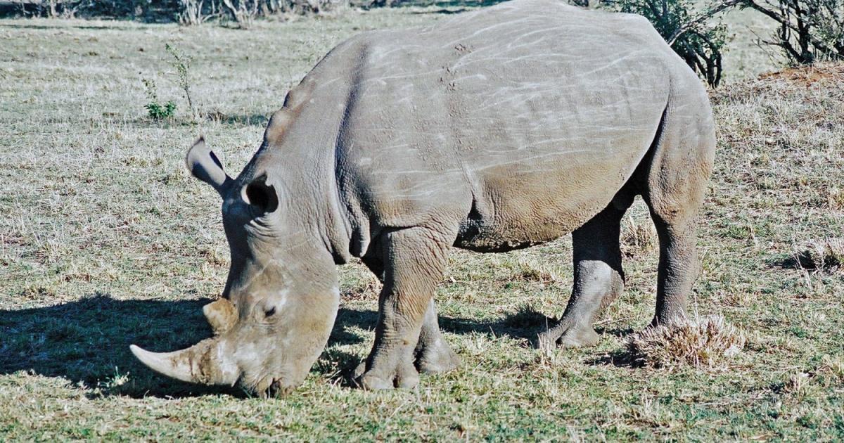 Rino #129237 - Biofaces - Bring Nature Closer
