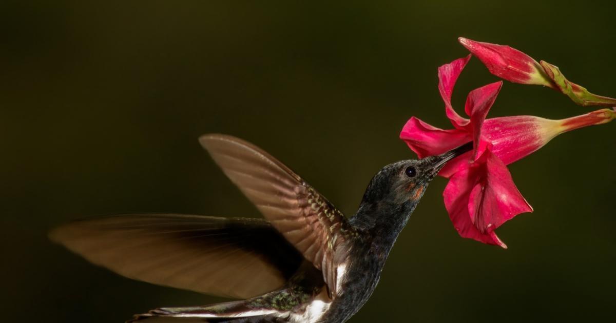 Beijaflorpreto 156362 Biofaces Bring Nature Closer